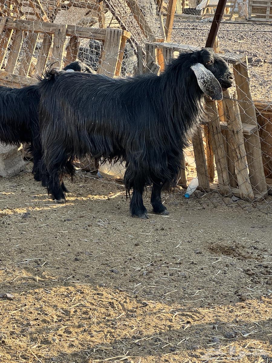 تيس فحل للبيع64523654791427112