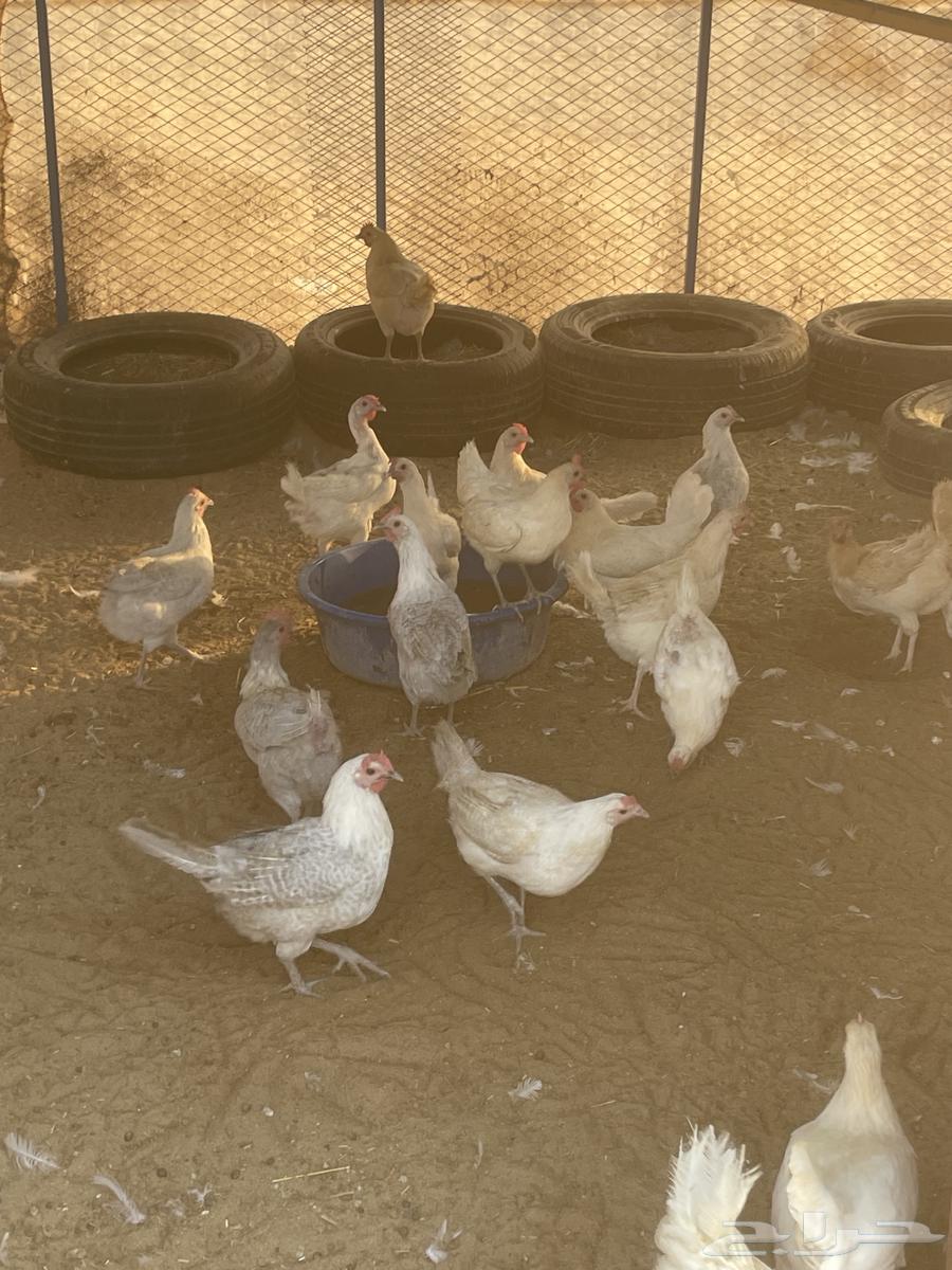 دجاج فيومي المنيوم وشبابي وذهبي ( تم البيع )64524020309122110