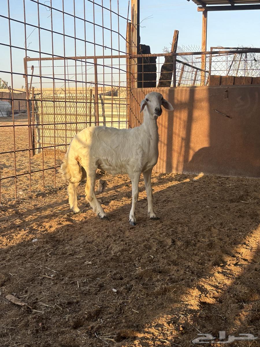 رخل للبيع64524420359297111