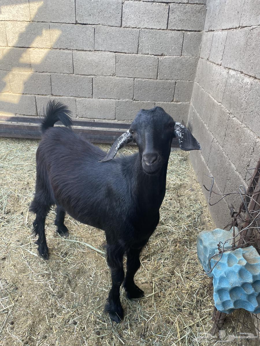 مشروع فحل تيس حبشي اصيل64526369955331113