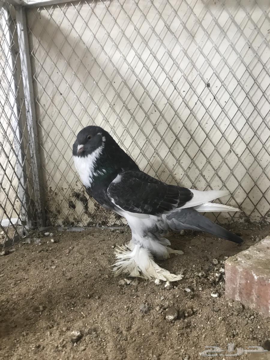 ( تم البيع ) للبيع انثى نفاخ ابو هلال64521823000195114