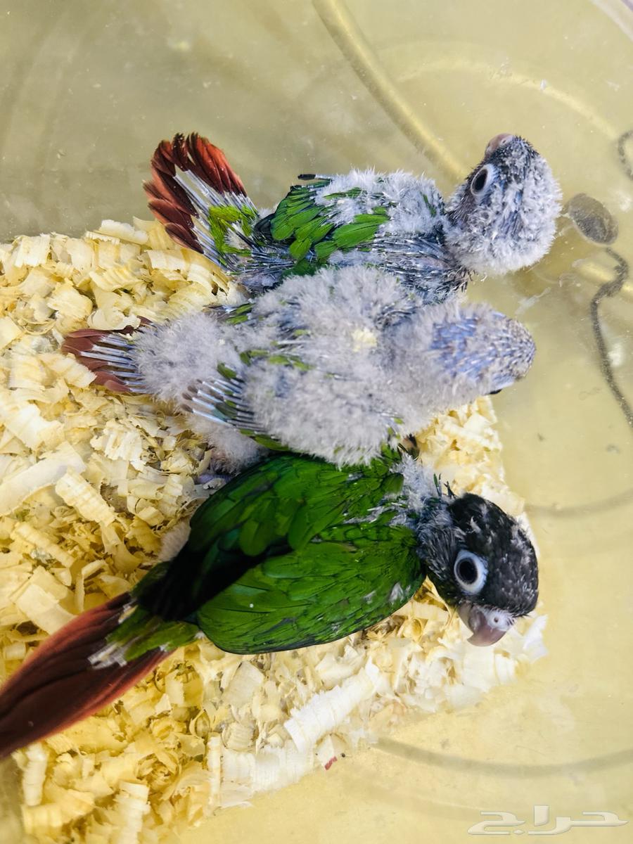 فروخ كنيور(تم البيع64519144331394110