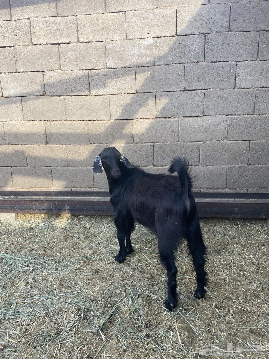 مشروع فحل تيس حبشي اصيل64526369955331110