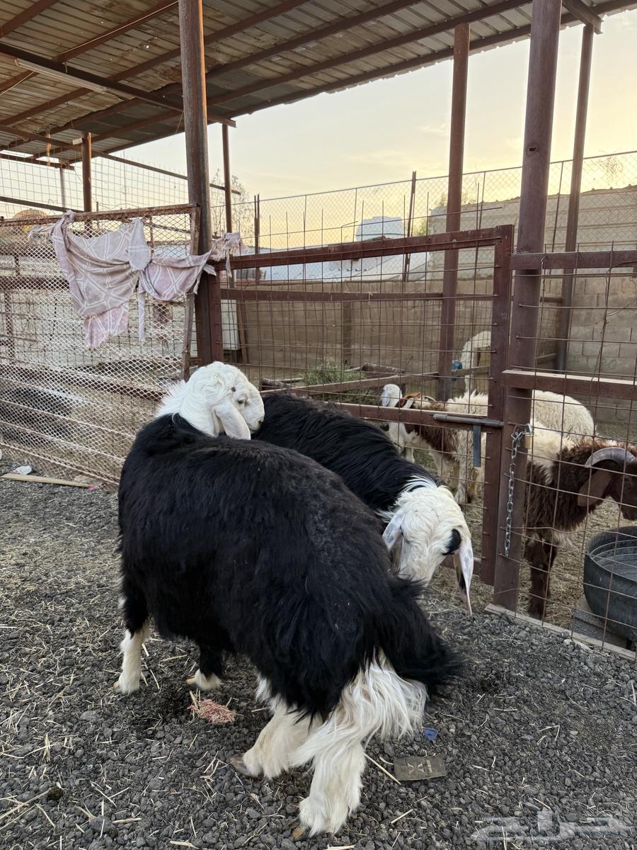 طليان وتيوس ذبايح نظيفه ع الشرط ( سلخ وتوصيل )64520968752513112