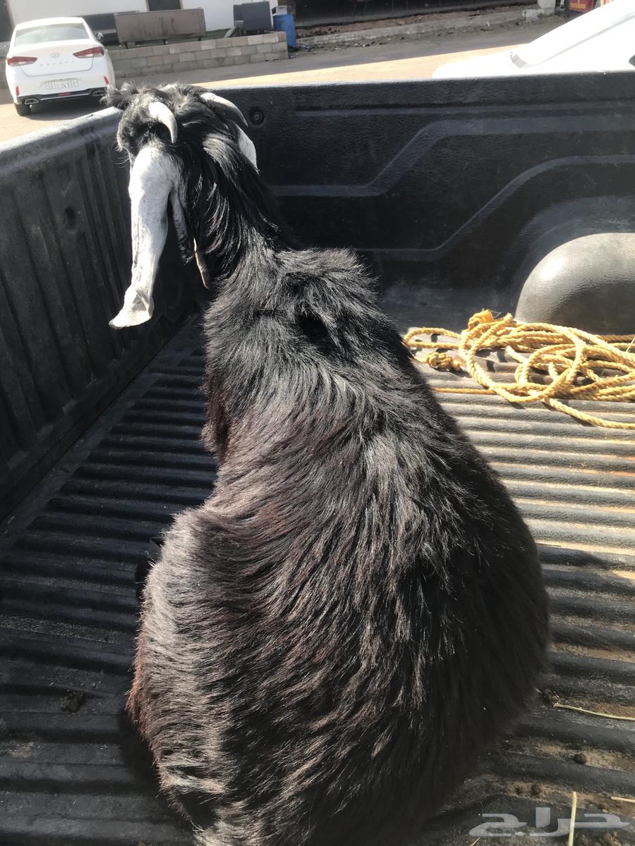 للبيع جفره64522683263361112