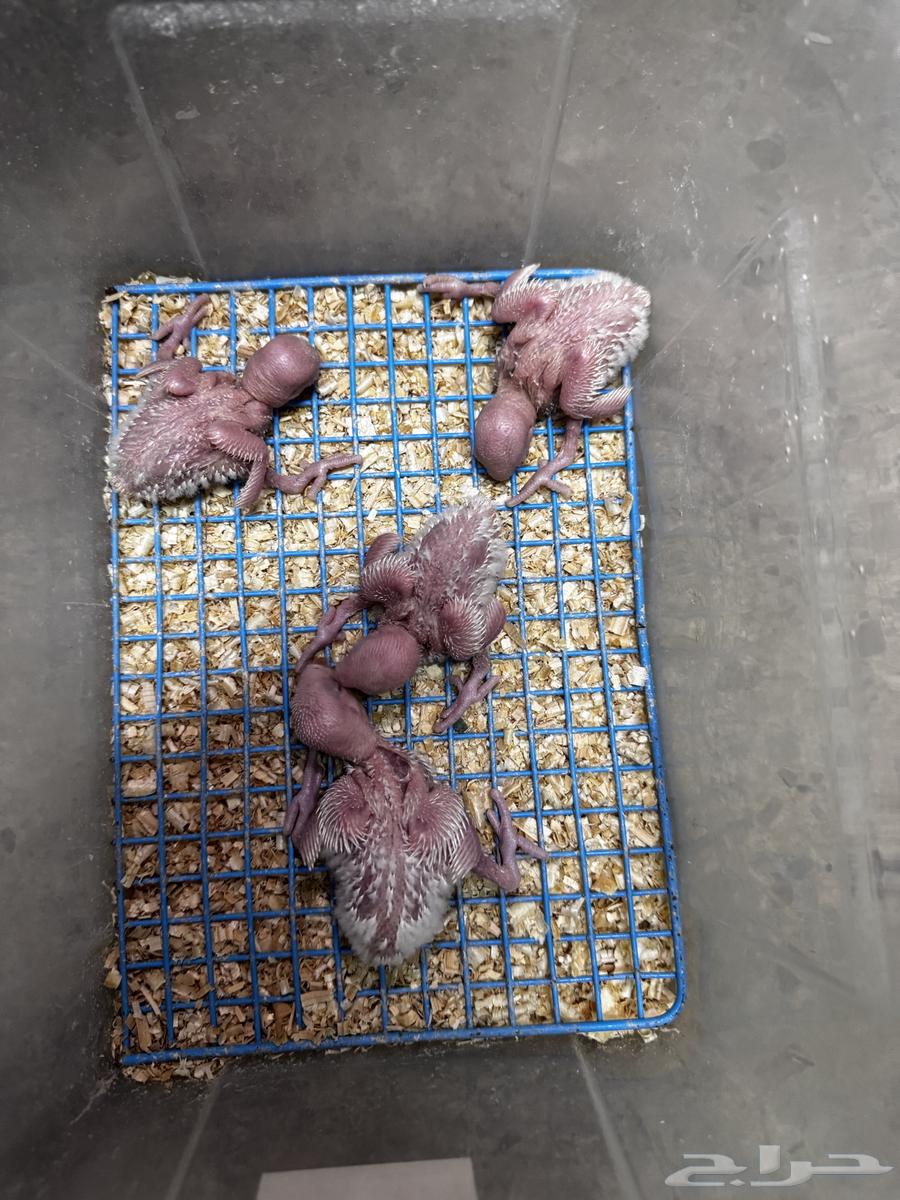 فروخ روز الالبينو صافي سعر 95 ريال يوم الوطني تواصل واتس64525911795587111