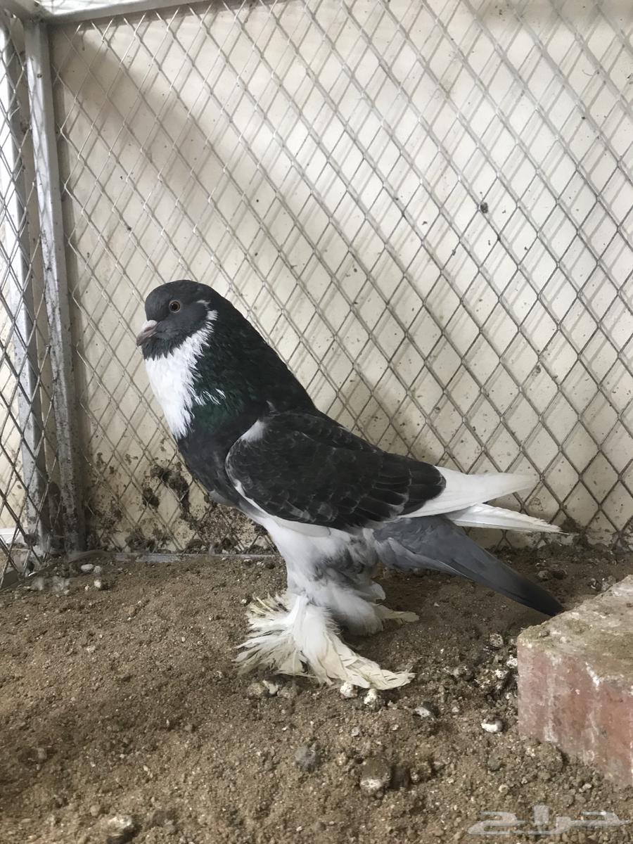 ( تم البيع ) للبيع انثى نفاخ ابو هلال64521823000195111