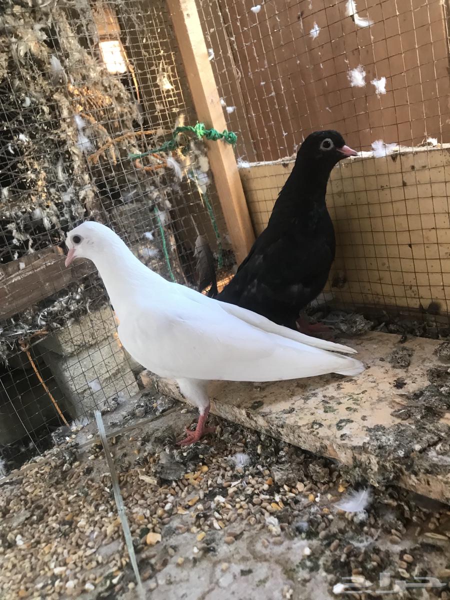 صنعاني اصيل شيبه64520261534979113