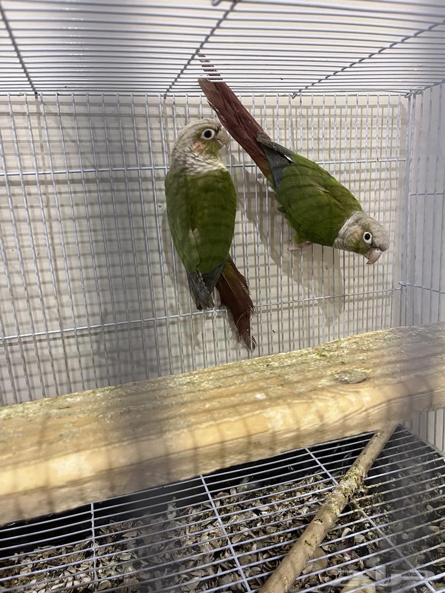 Josin Keniour64525676853506111