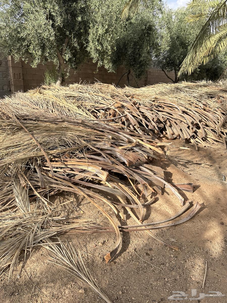 عسيب او سعف64524253882241110