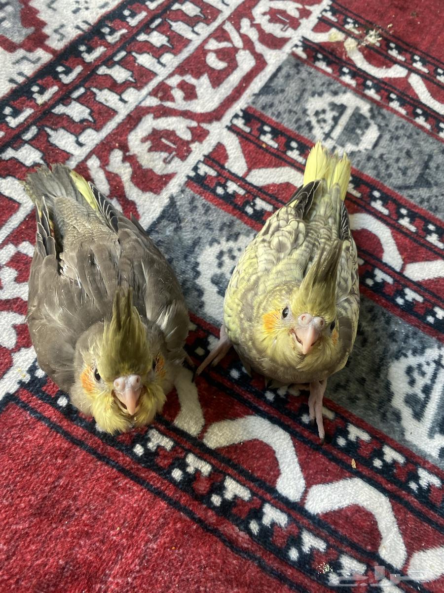 Crows Birds64521991539459110