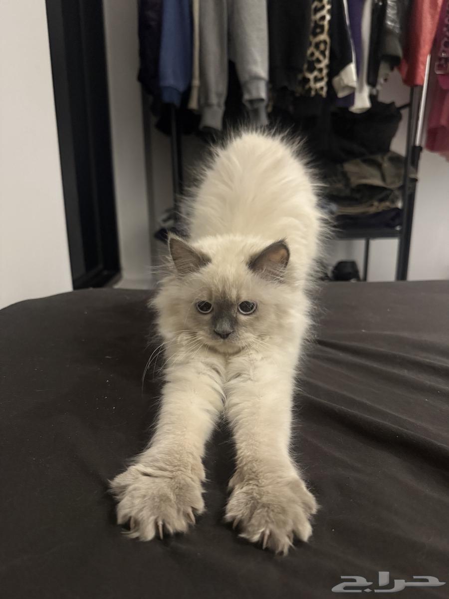 قطه هملايا64519709559811111