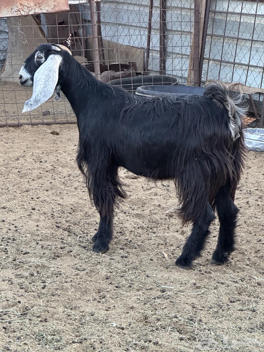 للبيع معزاء64525787684866110