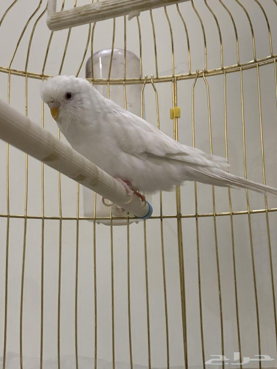 للبيع طائر انثى بادجي64521949079683114