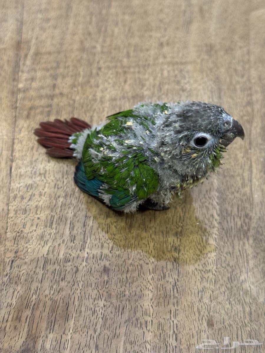 فرخ كنيور قرين شيكد (((تم البيع تم تحويل عمولة الموقع)))64522767483779111