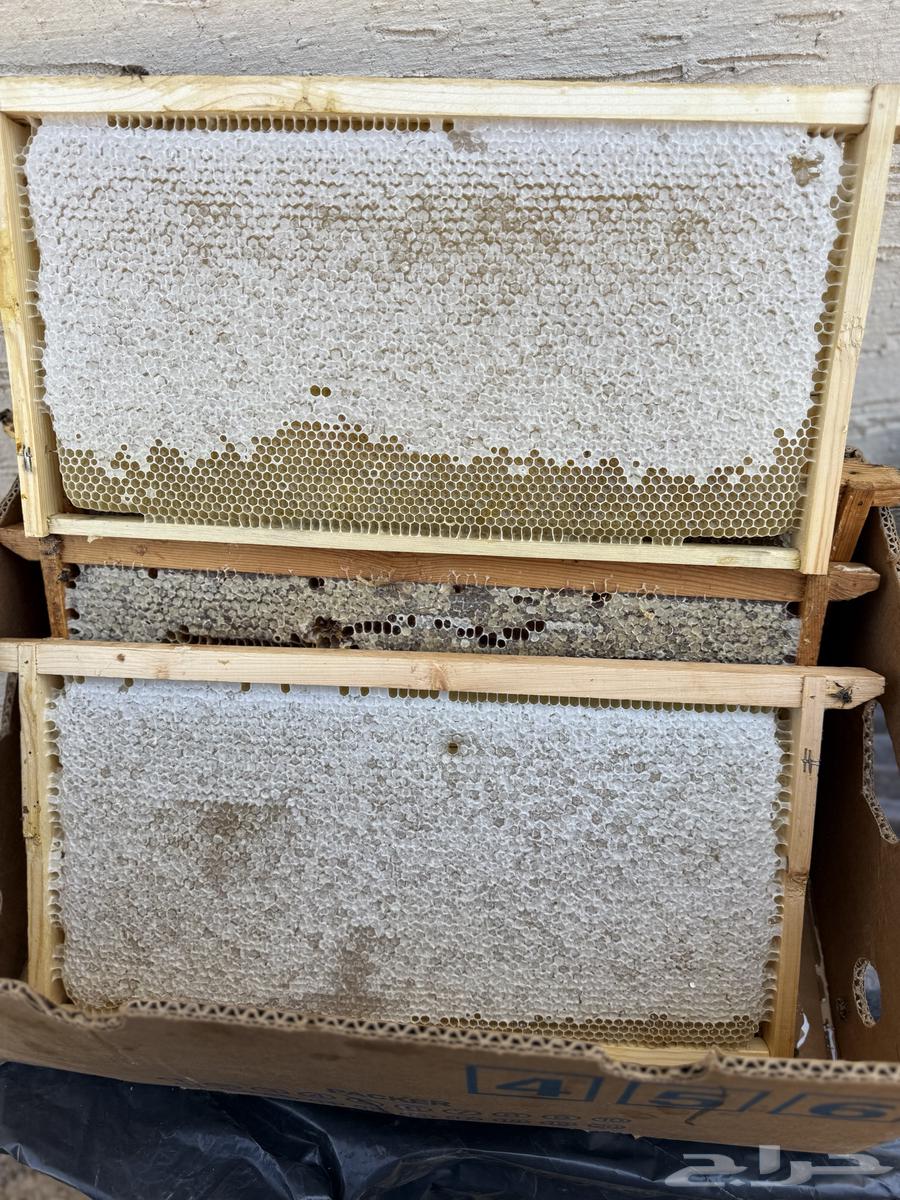 Katada honey from the plains of Balsamar is guaranteed and available on request64525275562626112