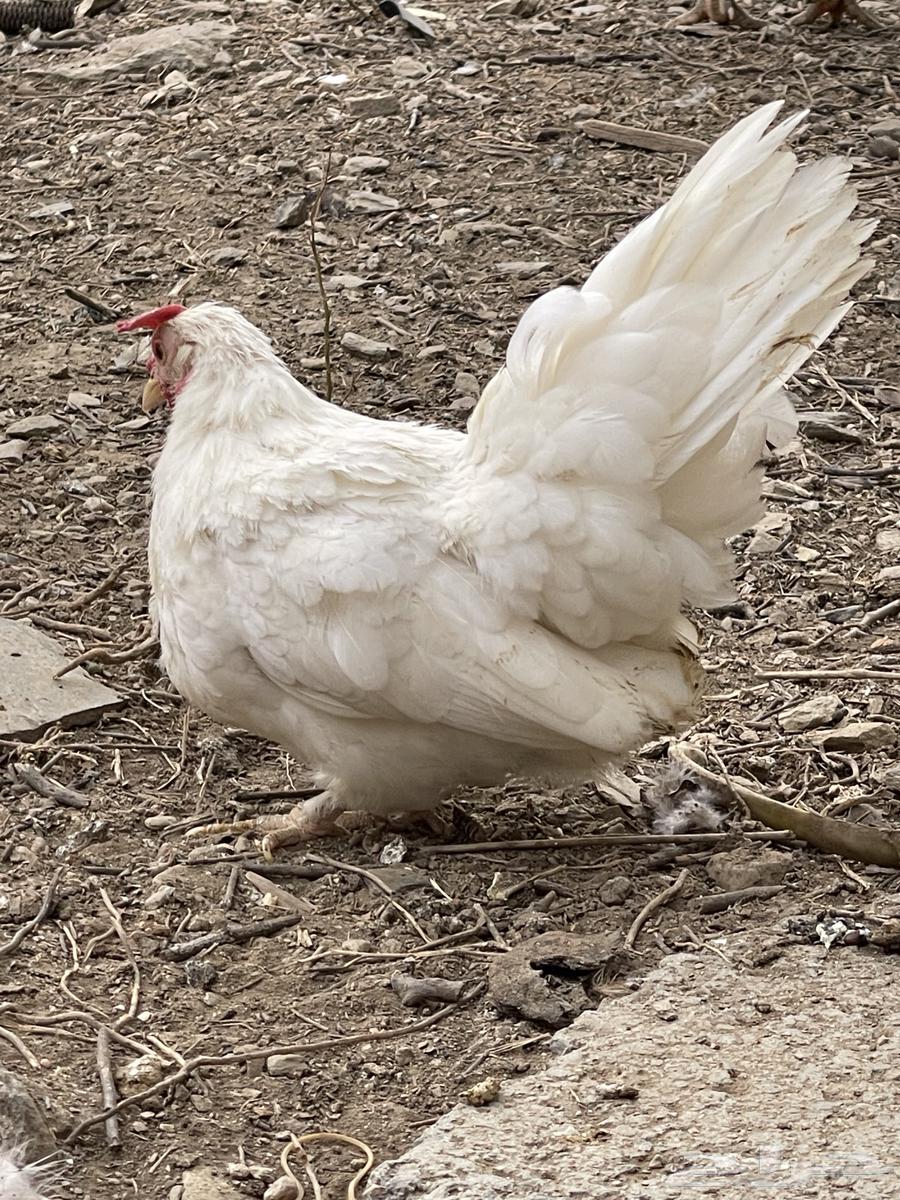 دجاج جابنيز منتج64521197302659112