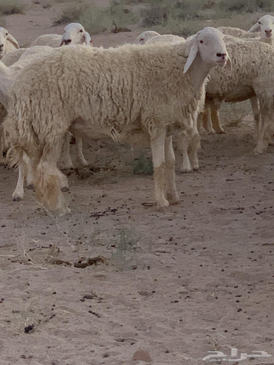 Conditional Class Release64520797782915113