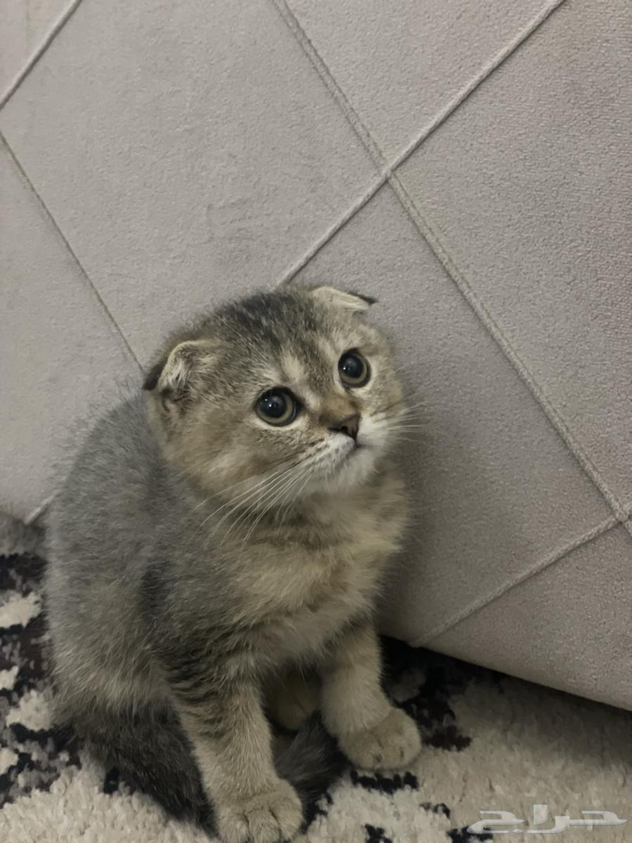 قطه سكوتش تربل فولد تايقر مستوى VIP64522387436161113