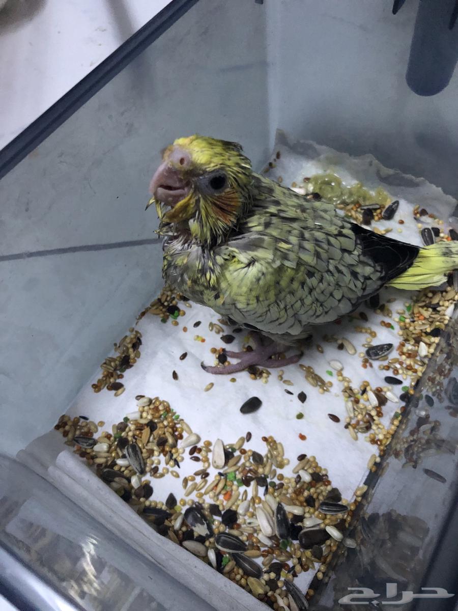 للبيع فرخ كروان كوكتيل64519130091393114