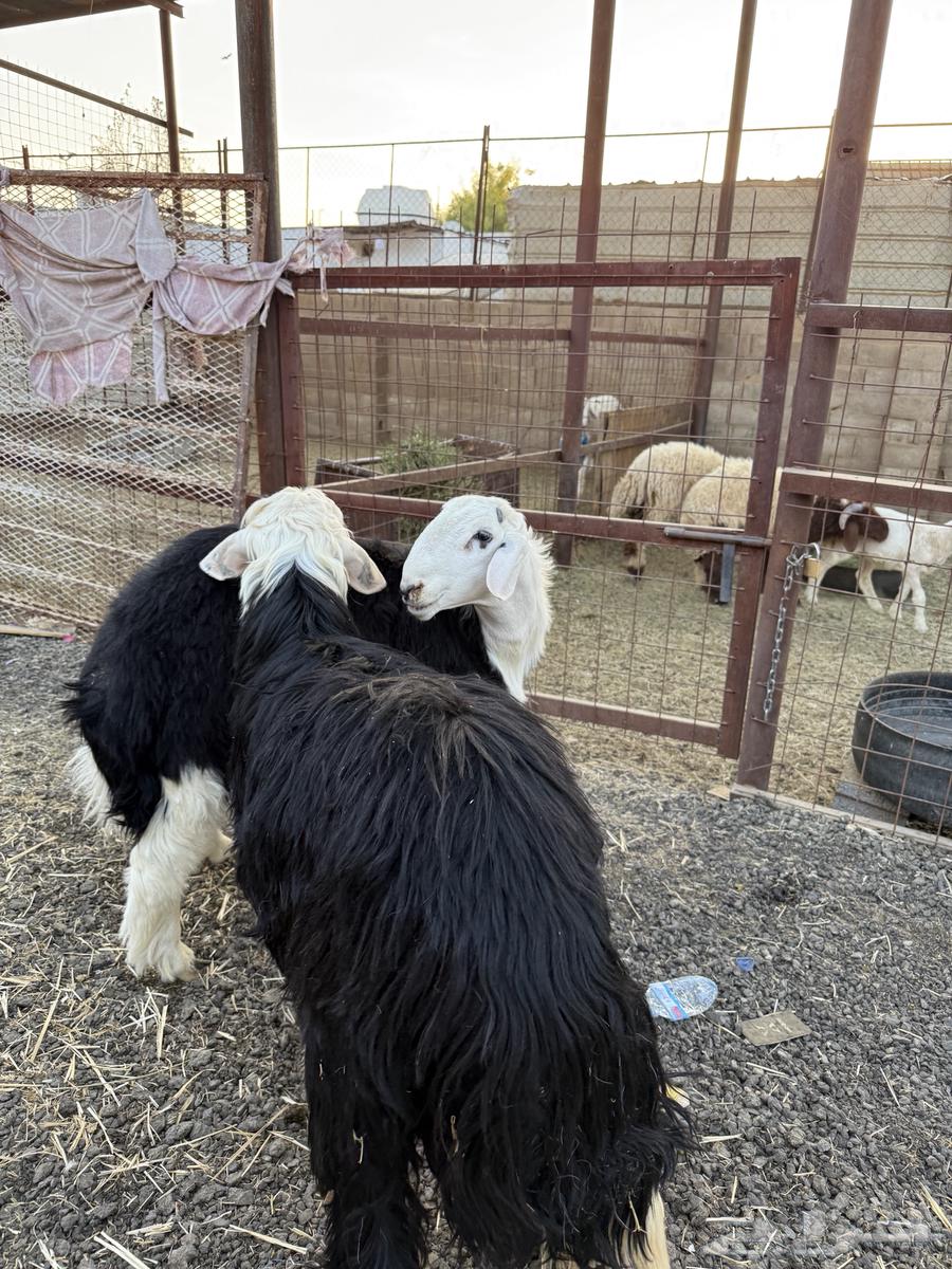 طليان وتيوس ذبايح نظيفه ع الشرط ( سلخ وتوصيل )64520968752513111