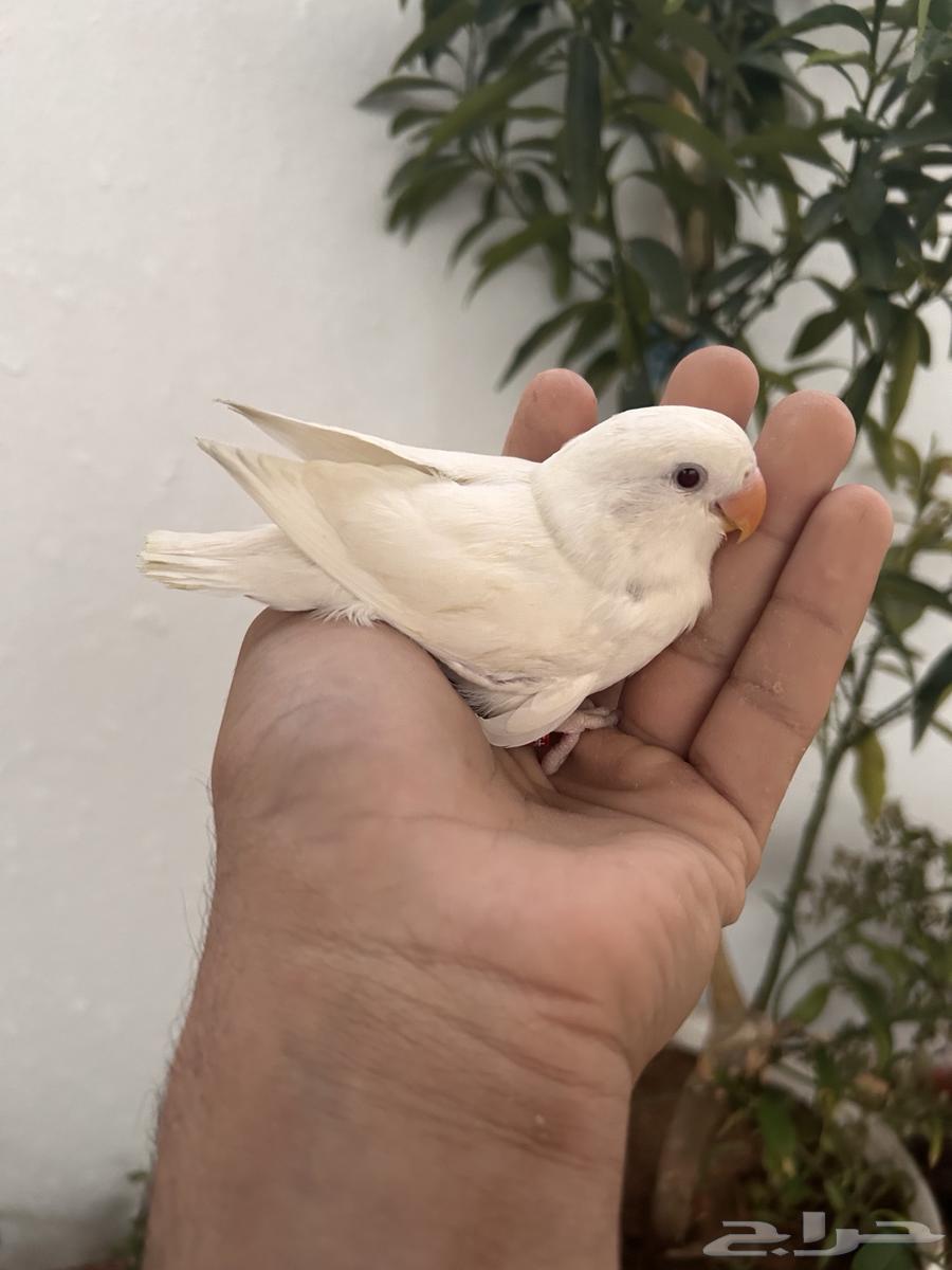 Affectionate chick, internal threat, and crazy rooster64525787677441111