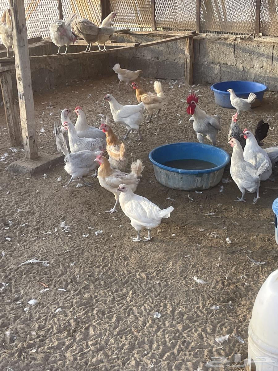 دجاج فيومي المنيوم وشبابي وذهبي ( تم البيع )64524020309122113