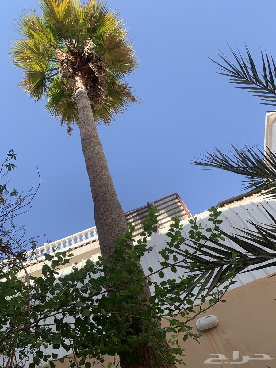 نخل واشنطني64524946811266111