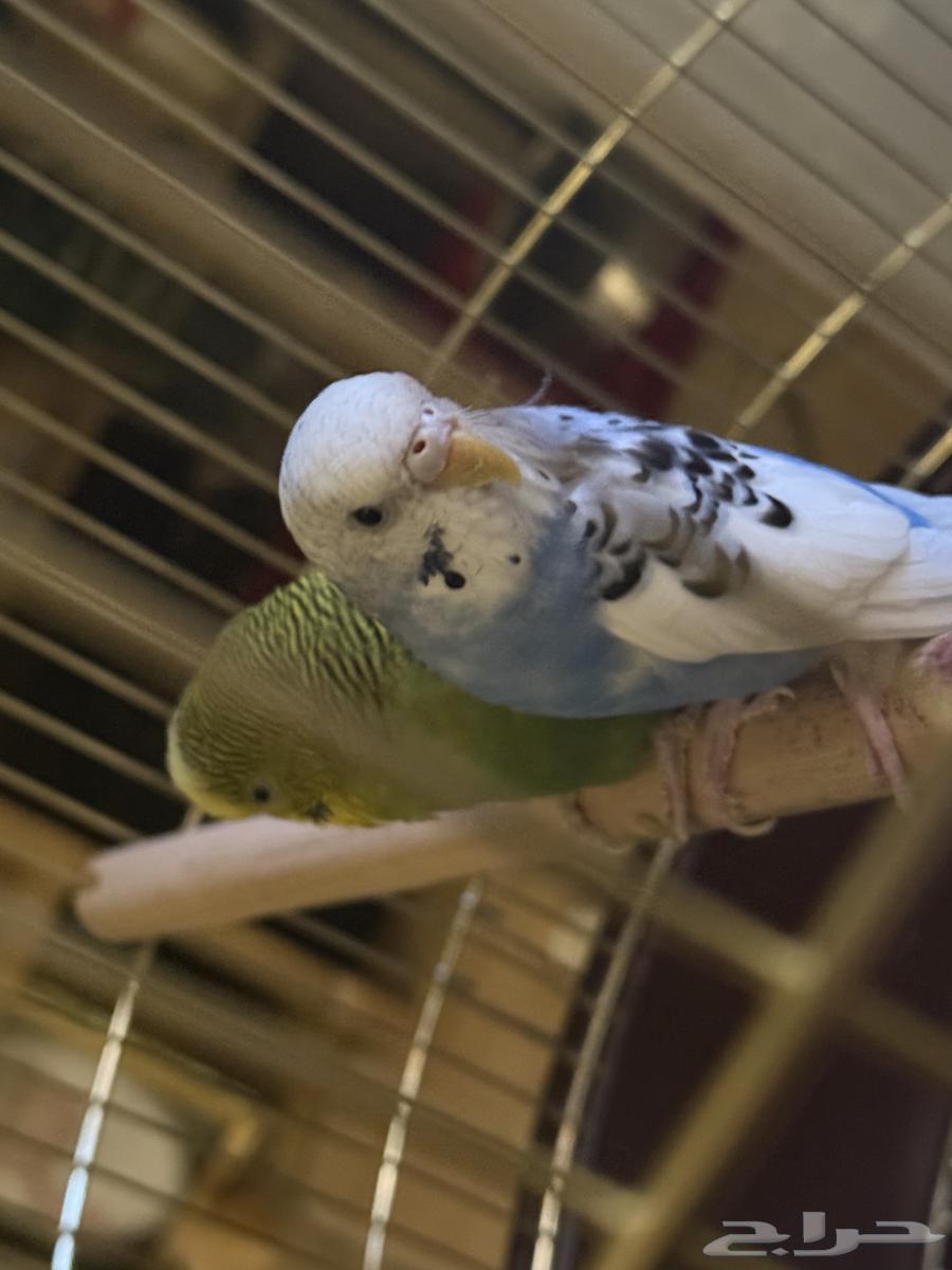 طيور الحب عدد 2   السعر 300 ريال مع القفص و الاكل64524238771841111