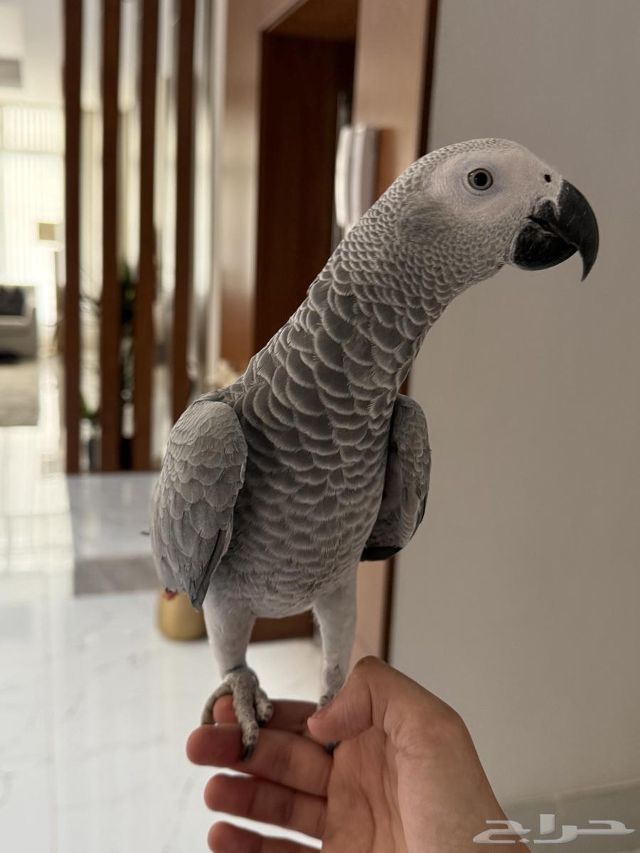 للبيع كاسكو (أفريقي رمادي) أليف جدا64525289420546111