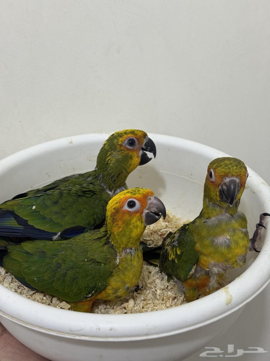 فروخ صن كنيور نهاية غر64481250700929114