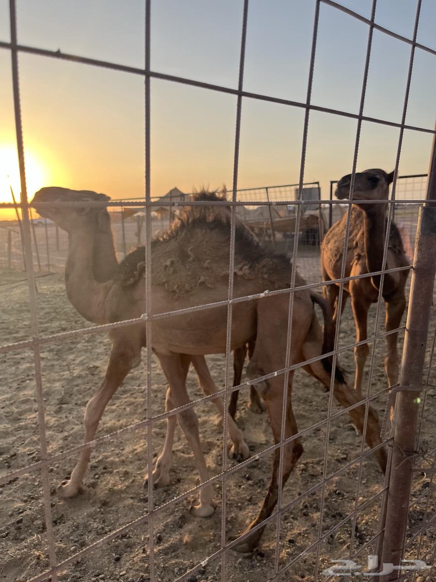 حشو للبيع اعمارها 8شهور64525219765889111