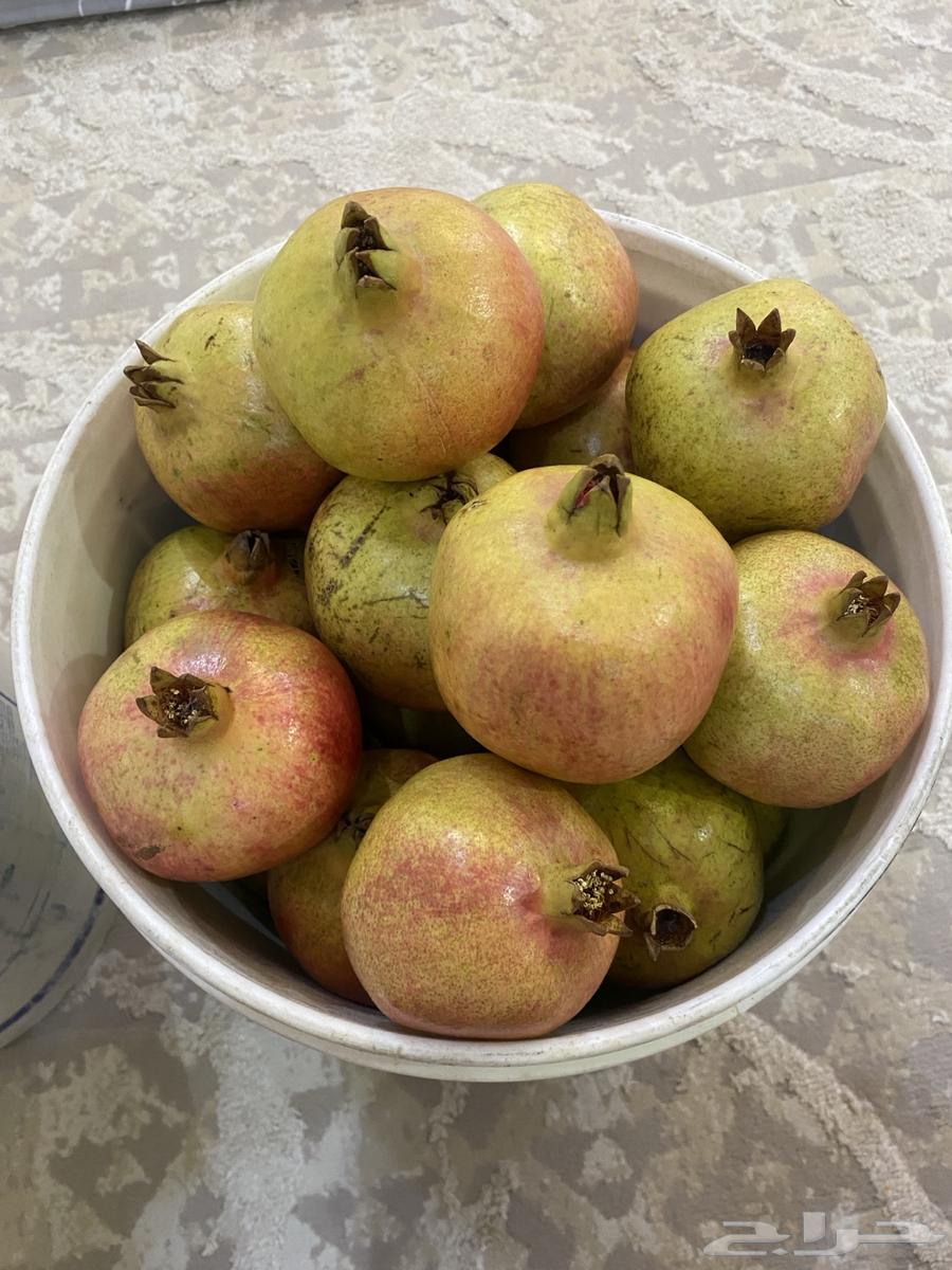 رمان جوف ال معمر64525760327554111