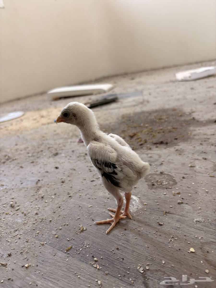 فرخ شامو ياباني اوساكا64520516084226111