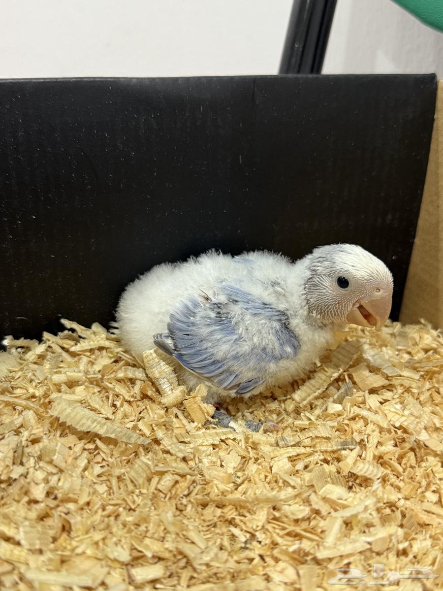 فرخ روز جاهز للغر ( تم البيع خارج الموقع )64520190248067112