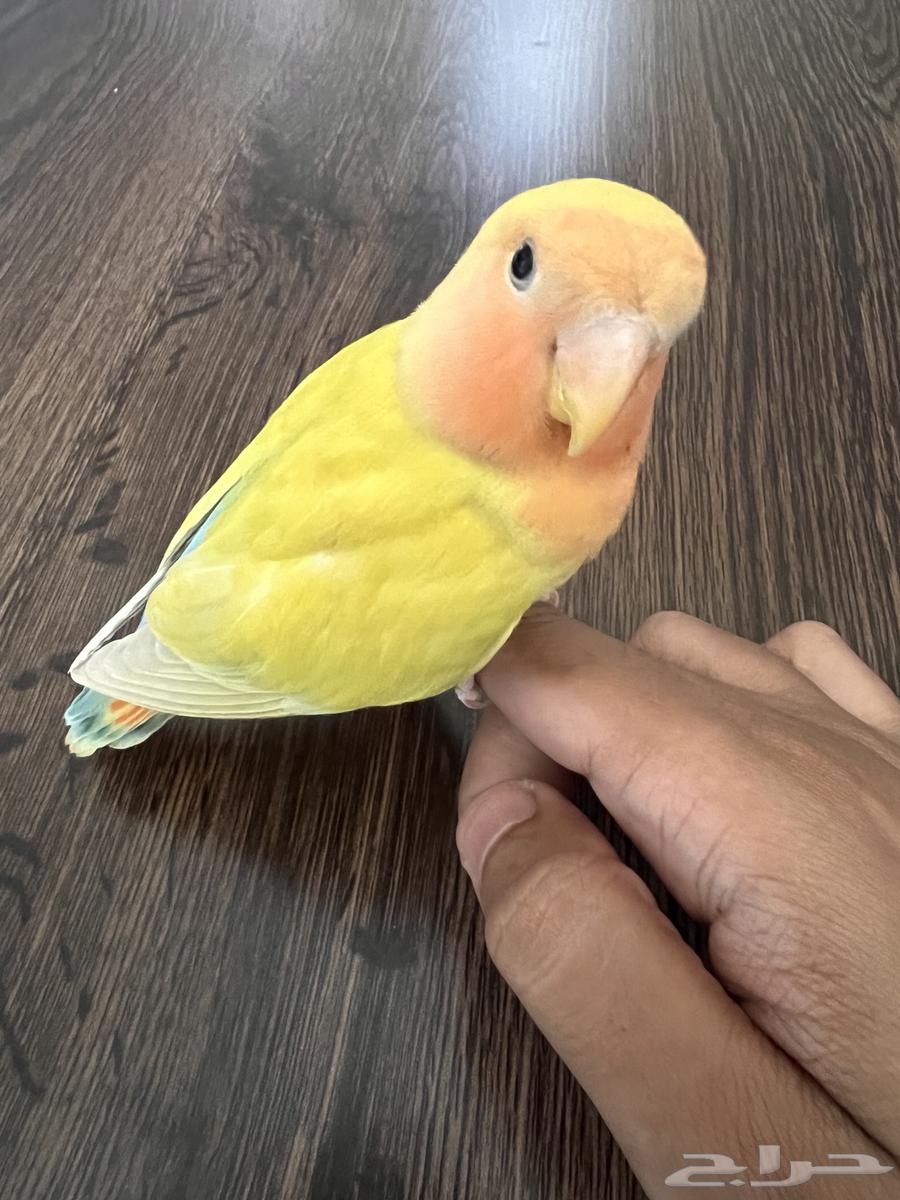 A month and a half old bird64522005585025111