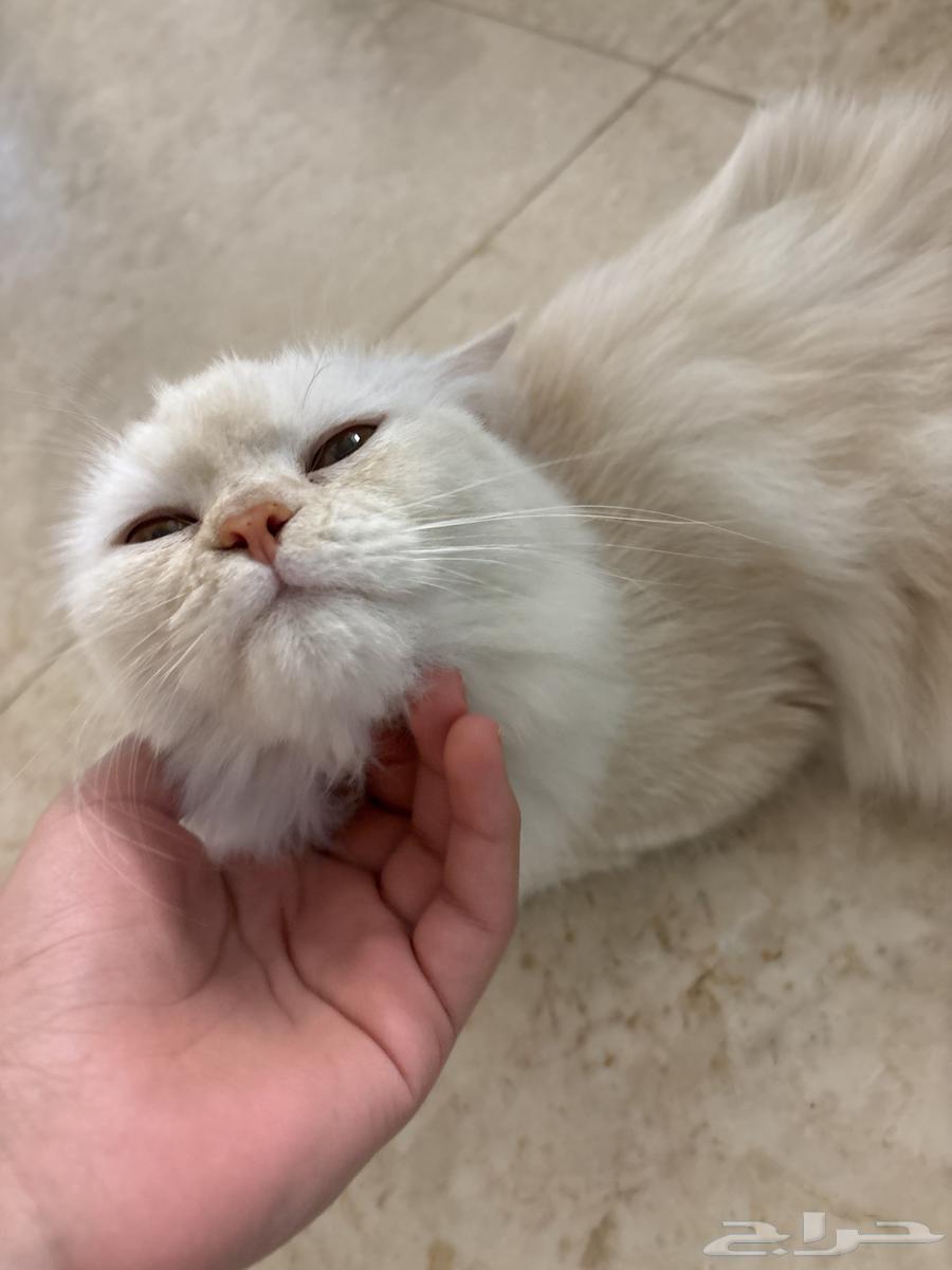 قطة للبيع64522907788547111