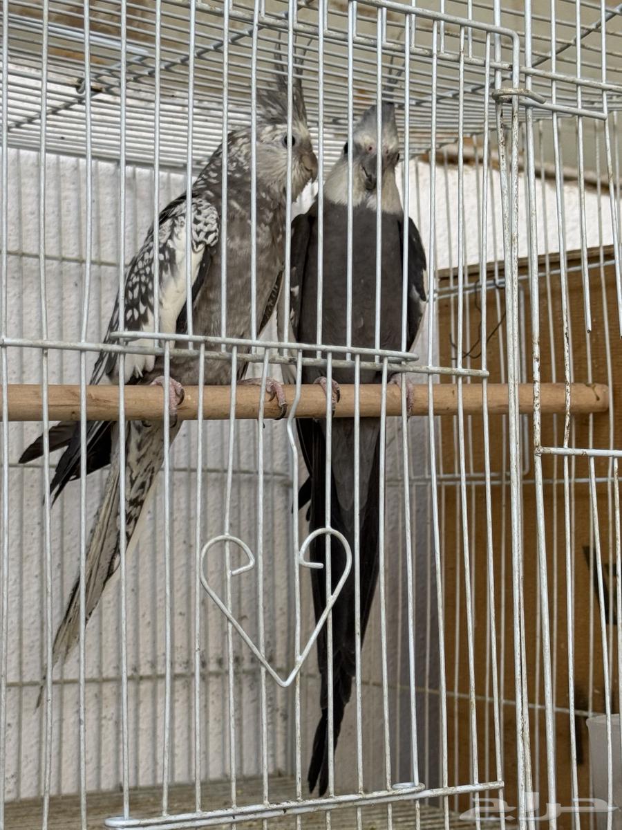 زوج كروان هولندي معاه 3 فروخ.64521140148611111