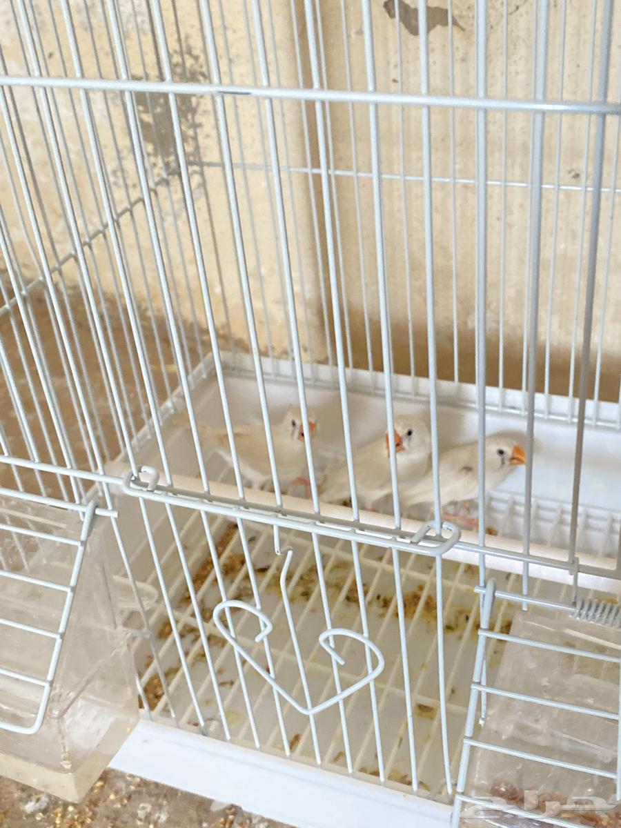 ثلاث اناثي طيور زيبرا64523569910402110