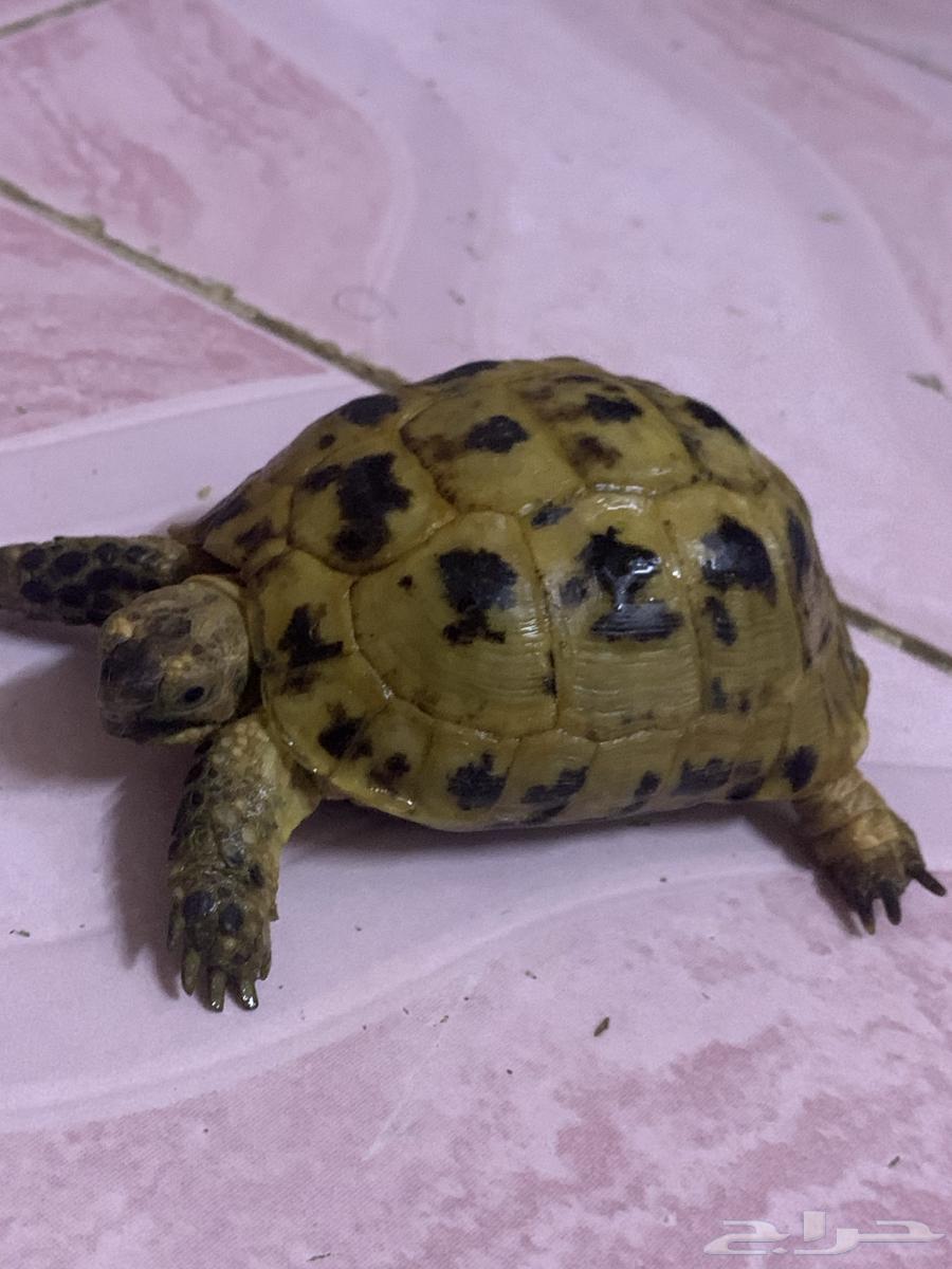 Turtle for sale, age three years, excellent health, price 25064524794949890110
