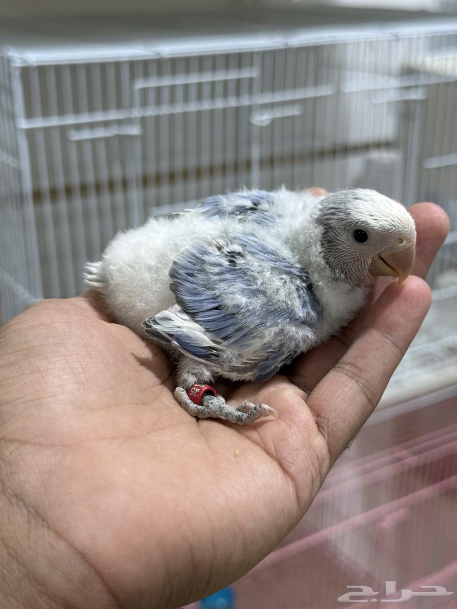 فرخ روز جاهز للغر ( تم البيع خارج الموقع )64520190248067110