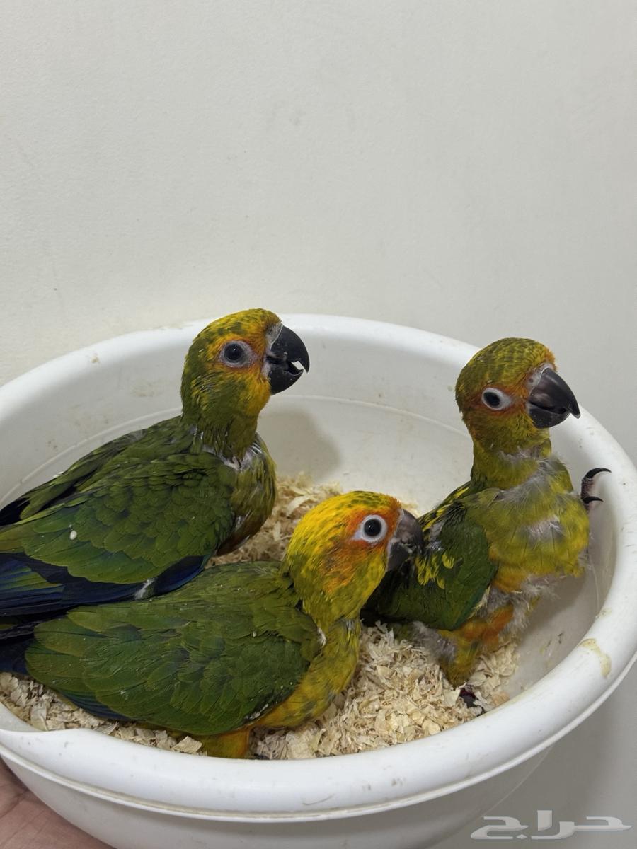 فروخ صن كنيور نهاية غر64481250700929113