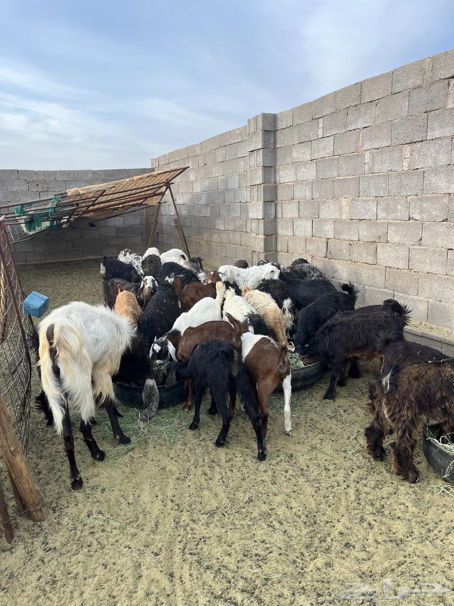 يوجد بهم للبيع العمر من سبعه اشهور الا ثمنيه شهور64520261473665113