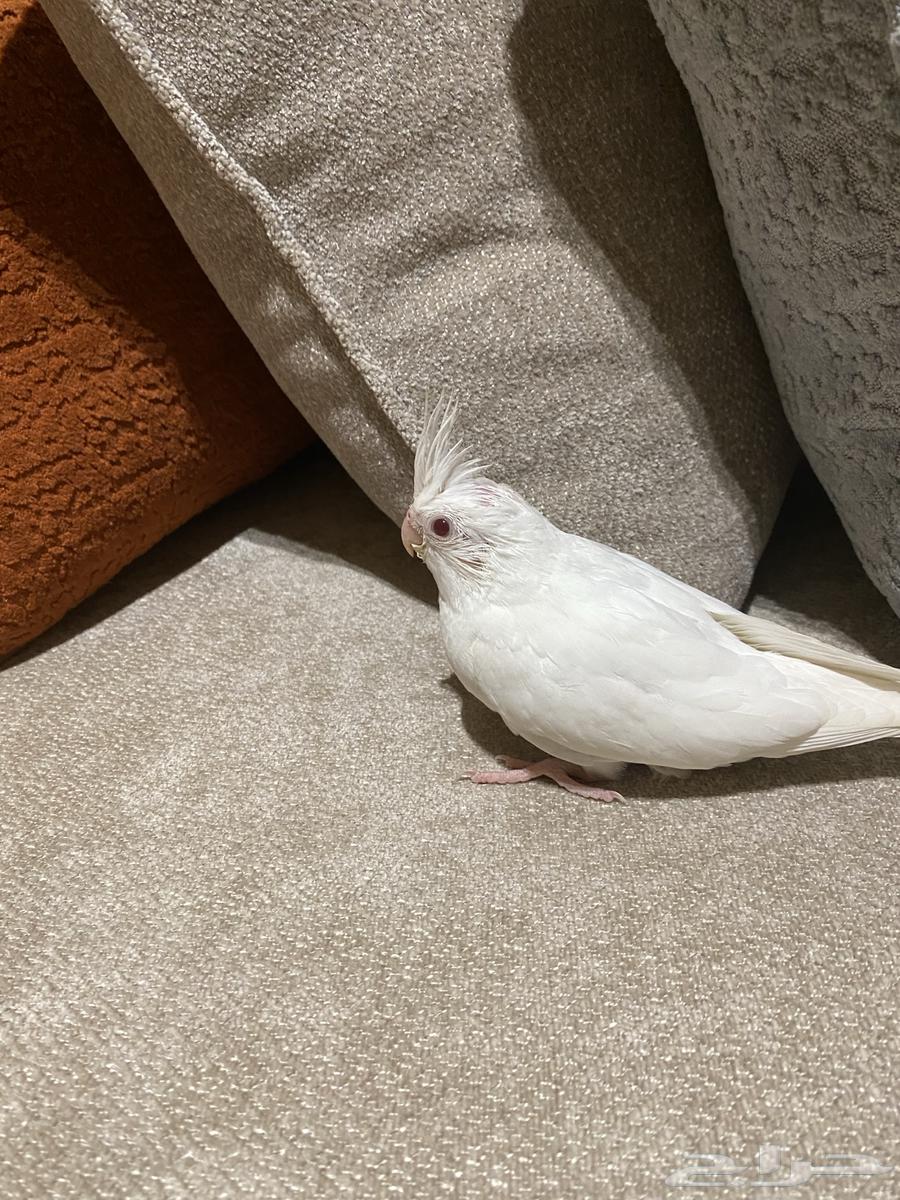 فرخ كروان البينو (تم البيع)64525261827969110