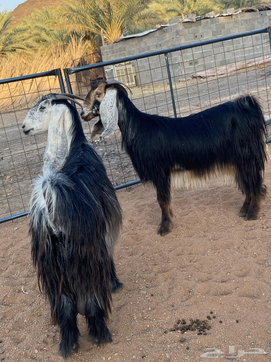 Goat with Four-Horned Rams (Sold)64524614965633111