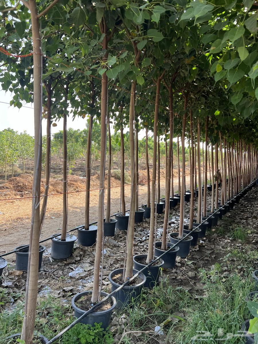 Nursery Selling Trees and Palms in Bulk64523696881283110