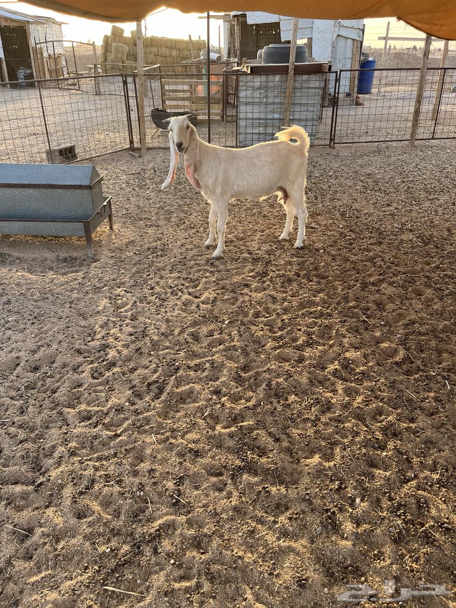 للبيع الدوادمي64523936417410111