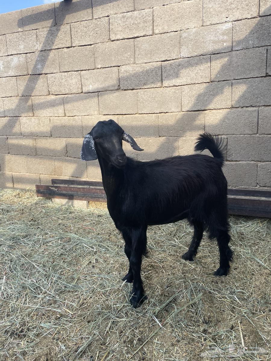 مشروع فحل تيس حبشي اصيل64526369955331111