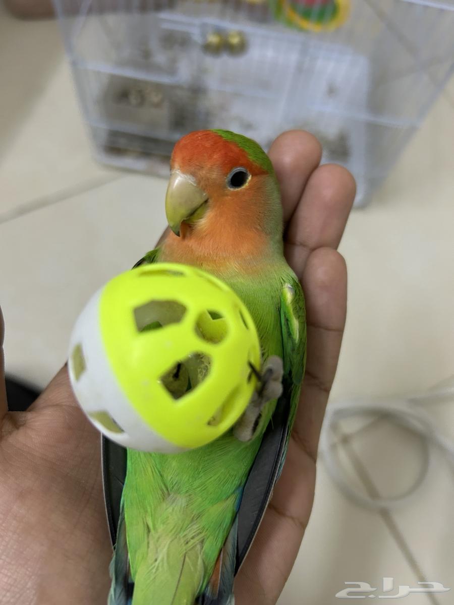 جوز روز اليف وجاهز للأنتاج64525386588035114