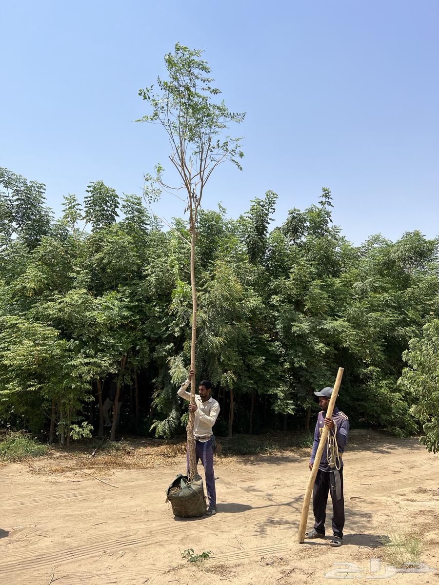 Nursery Selling Trees and Palms in Bulk64523696881283112